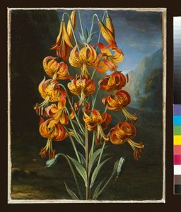 Lilium Superbum, painted for R. J. Thornton
